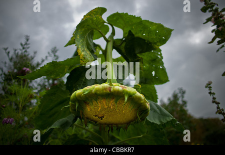 Blume, Sonnenblume, Parc de Saint Cloud Stockfoto