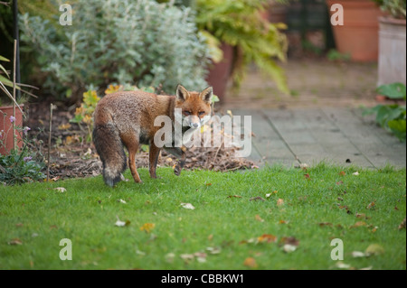 Ein urban Rotfuchs steht auf der Wiese im Garten mit einer Pfote in die Luft und starrte direkt auf die Kamera in London, England, UK Stockfoto