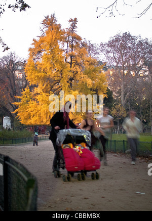 Der Ginkgo Biloba Baum, Parc Monceau in Herbst, der Abend kam. Stockfoto