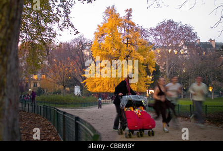 Der Ginkgo Biloba Baum, Parc Monceau in Herbst, der Abend kam. Stockfoto