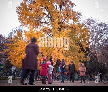 Der Ginkgo Biloba Baum, Parc Monceau im Herbst., jeden Alters. Stockfoto