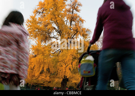 Ginkgo Biloba Baum, Parc Monceau im Herbst., Ho-suchen Stockfoto