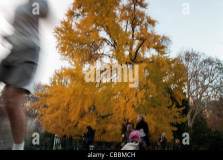 Der Ginkgo Biloba Baum, Parc Monceau im Herbst., In die entgegengesetzte Richtung. Stockfoto
