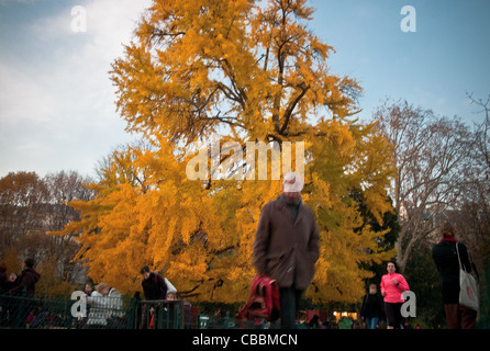 Der Ginkgo Biloba Baum, Parc Monceau im Herbst, Geschmacksrichtungen und Farben. Stockfoto