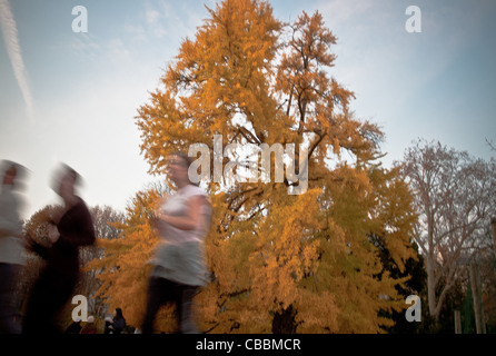 Ginkgo Biloba Baum, Parc Monceau im Herbst, das Gemälde. Stockfoto