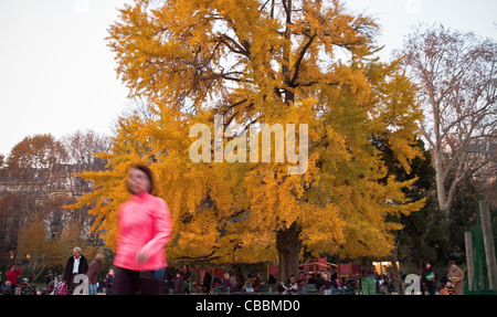 Der Ginkgo-Biloba-Baum, Parc Monceau in Herbst, Herbst Stockfoto