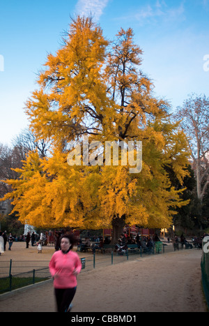 Der Ginkgo Biloba Baum, Parc Monceau in Herbst, rosa Jogger. Stockfoto