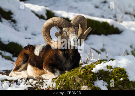 Mufflon (Ovis Orientalis Musimon) Stockfoto