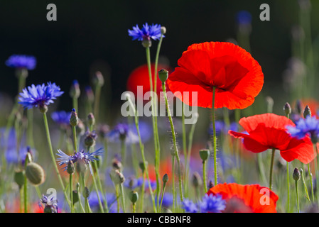 Mohnfeld mit Kornblumen Stockfoto