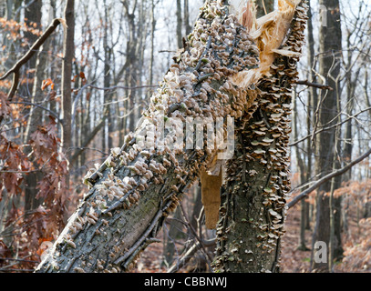 Wind beschädigt Baum mit Pilzen. Stockfoto