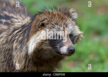 Marderhund (Nyctereutes Procyonoides) Stockfoto