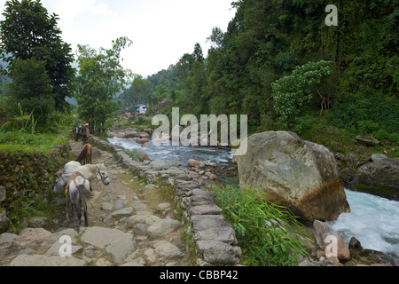 Bhurungdi Flusstal zwischen Birethanti und Ulleri im Annapurna Sanctuary Region Vorgebirge, Himalaya, Nepal, Asien Stockfoto