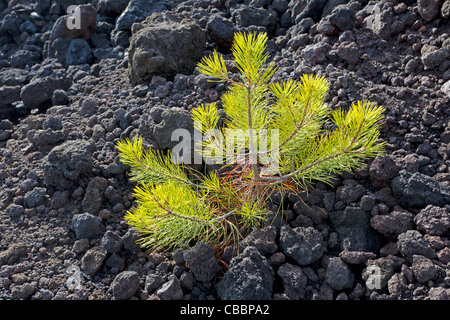 Junger Baum im Lavastrom Stockfoto