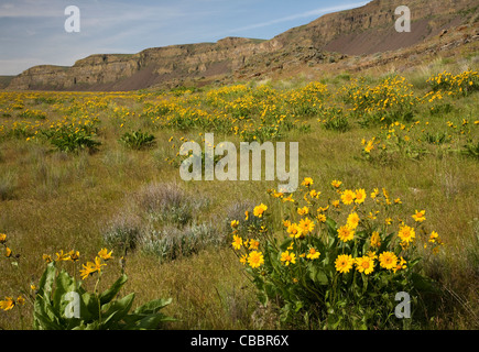 WASHINGTON - Balsamwurzel auf einer Wiese in der Nähe von Laugensee in der Sun Lakes-Gegend der unteren Grand Coulee blühen. Stockfoto