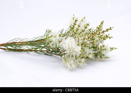 Tee (Melaleuca Alternifolia) Blüten auf weißem Hintergrund Stockfoto