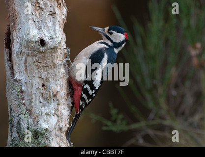 Großen Spotted Woodpecker Dendrocopus großen Stockfoto