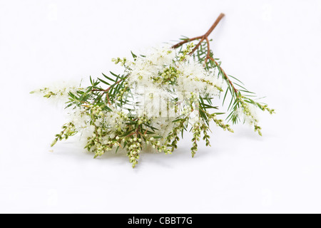 Tee (Melaleuca Alternifolia) Blüten auf weißem Hintergrund Stockfoto