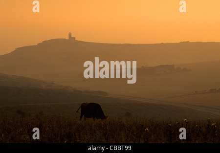 Auf der Suche nach Belle tout Lighthouse und die Sieben Schwestern Kreidefelsen von Beachy Head nr Eastbourne, East Sussex, England. Stockfoto
