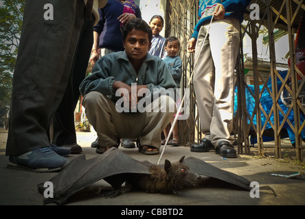 Kolkata Stadt des Glaubens, Flying Fox A Fledermaus Größe gerade gefangen wurde, viele in Kalkutta oft kleiner, hier in Indien gibt es ich Stockfoto