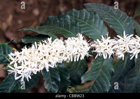 Kaffee - Coffea Arabica - Blüten und Blätter in Machame, Kilimanjaro Region, Tansania Stockfoto