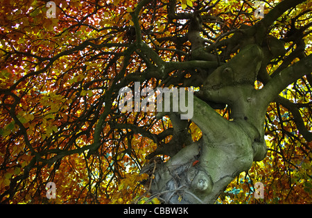 der Baum und seine Nachbarn, verdreht Buche im Herbst Stockfoto