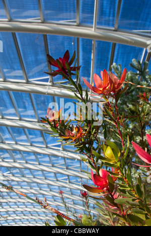 Das protea Blüten in großen Gewächshaus in National Botanic Garden of Wales in der Nähe von Llanarthne Carmarthenshire West Wales UK Stockfoto