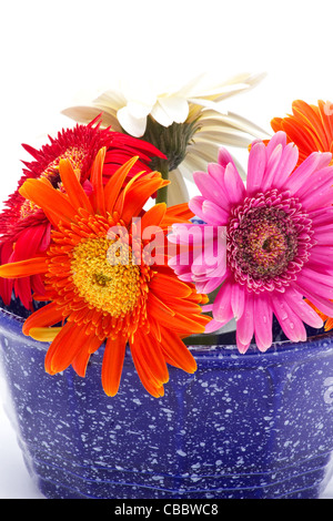 Bunte Blumen in einer blauen Schüssel Stockfoto