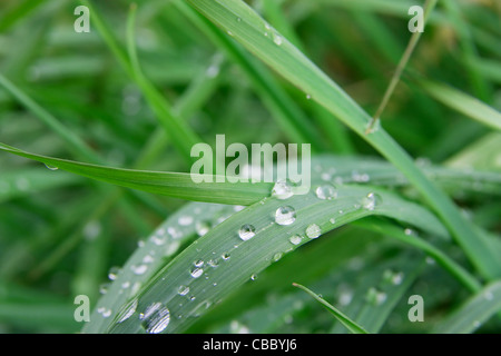 Grashalme mit Wassertropfen nach Regen Stockfoto