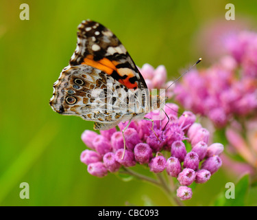 Distelfalter Schmetterling Stockfoto