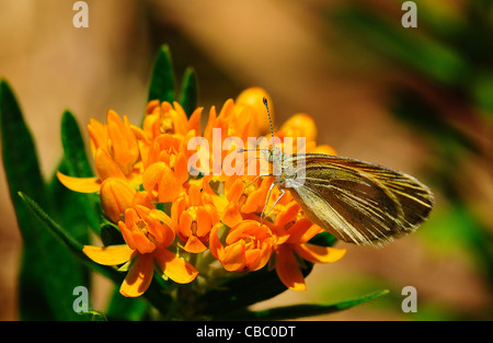 Zierliche Schwefel Schmetterling Stockfoto