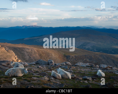 Bergziege mit Kind auf Mount Evans. Colorado. Stockfoto