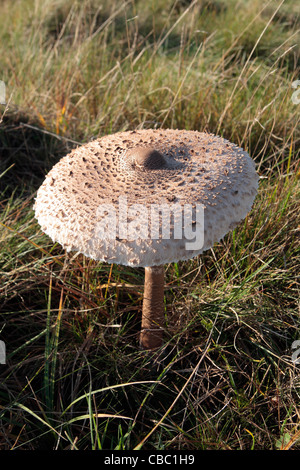 Ein sonnendurchflutetes wild Sonnenschirm Pilz (Macrolepiota Procera) in Bushy Park, London, UK Stockfoto