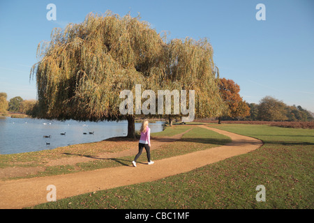 Eine junge Frau durch Bushy Park, in der Nähe von Kingston an einem herbstlichen Tag joggen. Stockfoto