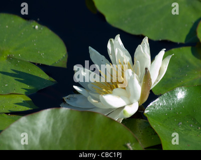 Seerose im Teich blühen. Eldorado Seerose. Blüten sind groß, Zitronengelb und duftenden. Blätter sind grün, oval geformt, und gesprenkelt. Stockfoto