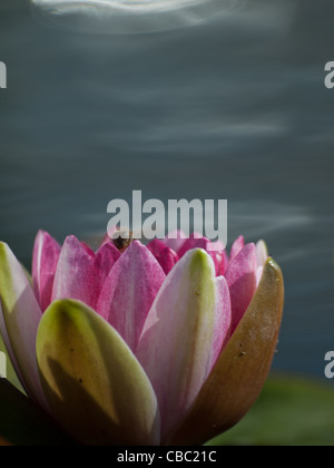 Nymphaea 'Sirius' Seerose. Benannt nach dem hellsten Stern am Himmel, wird diese aufragende Lilie ihrem Namen gerecht, indem sie große purpurrote Blüten in Überfülle hervorbringt. Die Blätter werden kastanienbraun befleckt, bevor sie zu ganz grün reifen. 1913 von Latour-Marliac Nursery hybridisiert. Stockfoto