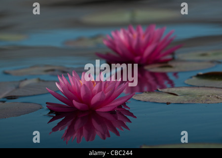 Nymphaea 'George L. Thomas' Seerose. Das helle, fast fluoreszierende Magenta der Blüten macht diese Lilie zum Augenöffner. Gewidmet vier Männern namens 'George L Thomas', die alle Lilypons Water Gardens mit ihren Beiträgen bereichert. Für beste Ergebnisse, Pflanzen Sie in mittleren bis großen Teichen. Hybridisiert von Dr. Kirk Strawn in 1996 Freie Blüte wo Raum gegeben, zu wachsen. Stockfoto
