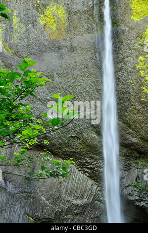 Columbia River Gorge Wasserfälle entlang des Columbia River, Oregon Stockfoto