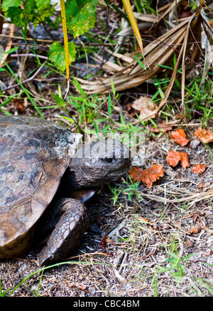 Gopher-Schildkröte (Gopherus Polyphemus), Florida Honeymoon Island State Park Stockfoto