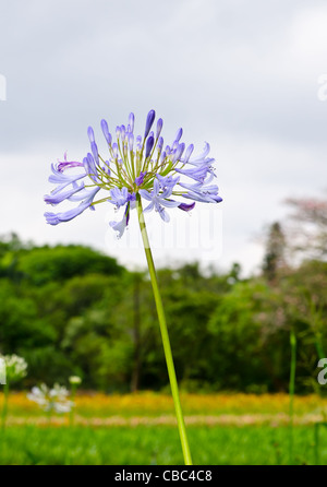 Agapanthus Praecox "Blaue Lilie" / "Schmucklilie" / [Lily Of The Nile] Stockfoto