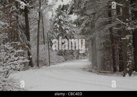 Eine tolle Winter-Szene einer verschneiten Straße mit überdachten Kiefern in den Wäldern des nördlichen Wisconsin nach einem Schneefall. Stockfoto