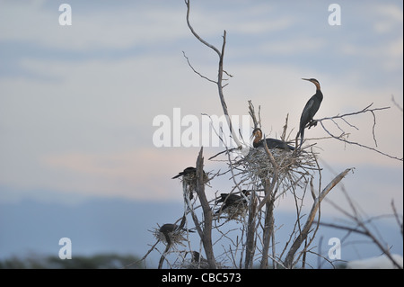 Afrikanische Darter (Anhinga Rufa) Verschachtelung Kolonie auf toten Bäumen Lake Baringo Kenia - Ostafrika Stockfoto