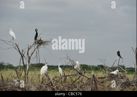 Western Silberreiher - Silberreiher (Ardea Alba - Egretta Alba) mit afrikanischen Darter (Anhinga Rufa) in Verschachtelung Kolonie Stockfoto