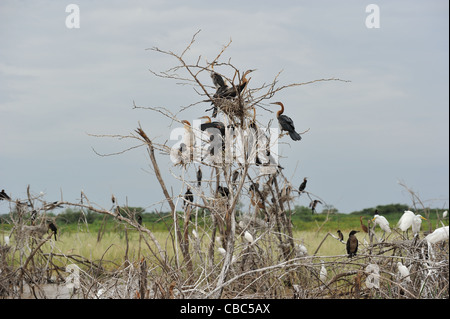 Afrikanische Darter (Anhinga Rufa) Verschachtelung Kolonie auf toten Bäumen Lake Baringo Stockfoto