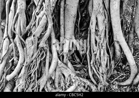 Disaster Recovery Generatoren in einem gen Hof. Stockfoto