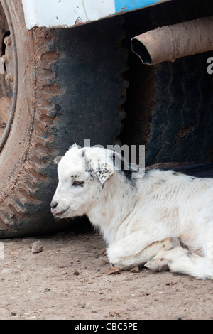 Typische Straßenszene in der kleinen Stadt Ambagiorgies auf der Straße zwischen Gonder und Bahir Dar in Nord-Äthiopien, Afrika. Stockfoto