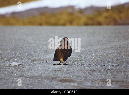 Kea Papagei nahe dem Eingang nach Homer Tunnel, Südinsel, Neuseeland Stockfoto