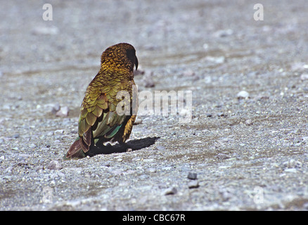 Kea Papagei nahe dem Eingang nach Homer Tunnel, Südinsel, Neuseeland Stockfoto