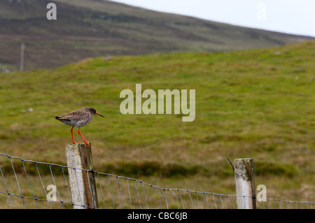 Gemeinsamen Rotschenkel (Tringa Totanus) stehend auf einem Zaunpfahl. Stockfoto