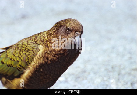 Kea Papagei nahe dem Eingang nach Homer Tunnel, Südinsel, Neuseeland Stockfoto