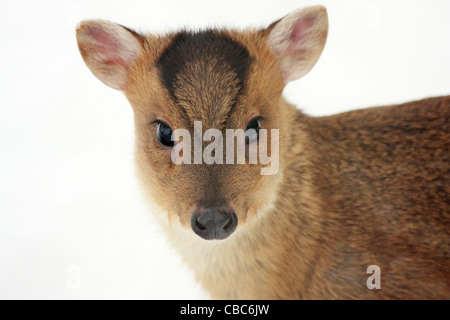 Baby Muntjac Rotwild im Schnee - Muntiacus reevesi Stockfoto